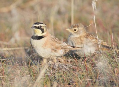 Horned Lark parent with youngster (right) DPP_10026455 copy.jpg