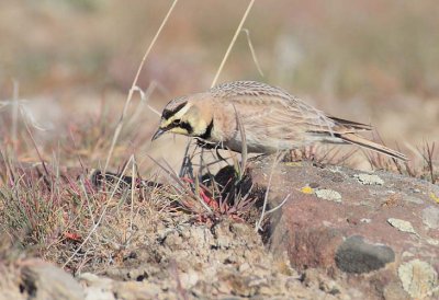 Horned Lark DPP_10026673 copy.jpg