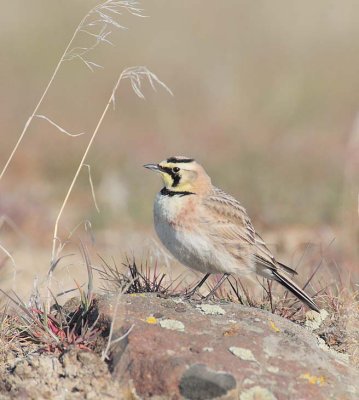 Horned Lark DPP_10026683 copy.jpg