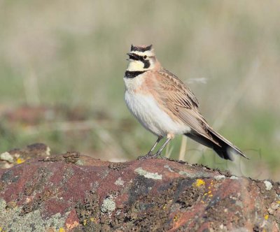 Horned Lark DPP_1025933 copy.jpg