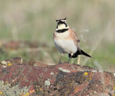 Horned Lark DPP_1025934 copy.jpg