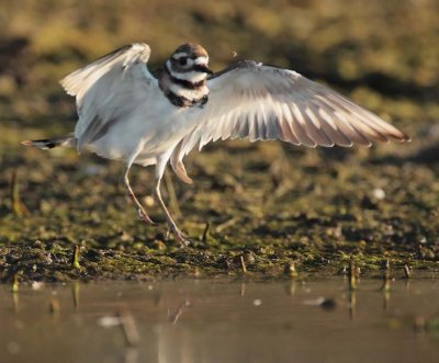 Killdeer DPP_10038800 copy.jpg