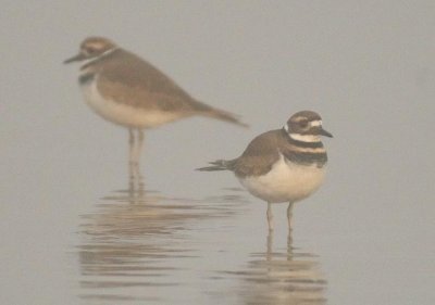 Killdeer DPP_1005719.jpg