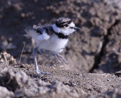 Very young Killdeer DPP_16016820 copy.jpg