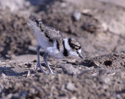 Very young Killdeer DPP_16016821 copy.jpg