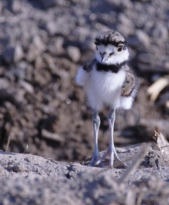 Very young Killdeer DPP_16016823 copy.jpg