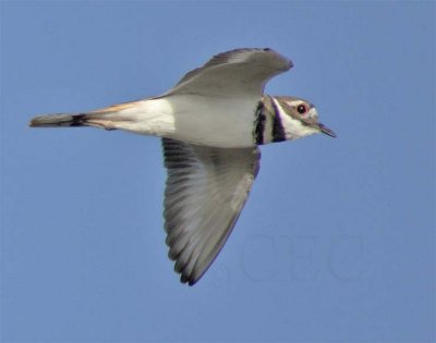 Killdeer DPP_1606077 copy.jpg