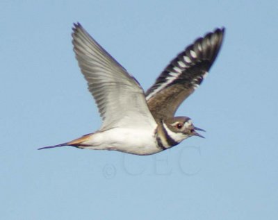 Killdeer DPP_1606079 copy.jpg