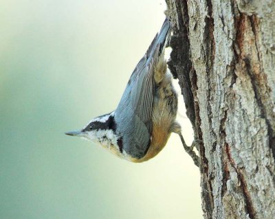 Red-breasted Nuthatch DPP_10039838 copy.jpg