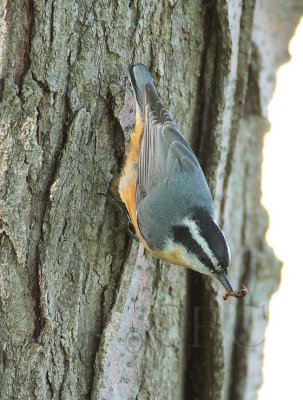 Red-breasted Nuthatch with earwig DPP_10039841 copy.jpg