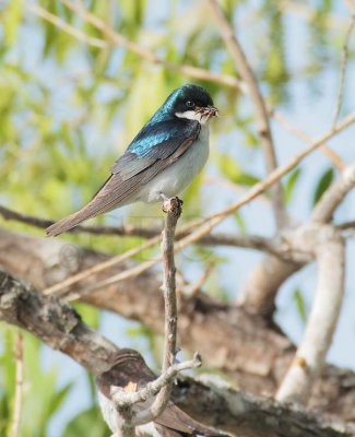Tree Swallow with food for young  DPP_10035630 copy.jpg