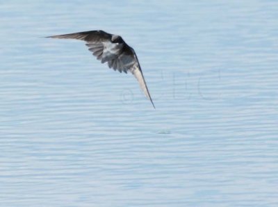 Tree Swallow DPP_10037270 copy.jpg