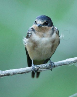 Juvenile Barn Swallow DPP_1624548 copy.jpg