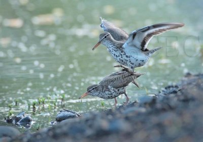 Spotted Sandpipers preparing to copulate  DPP_1033314 copy.jpg