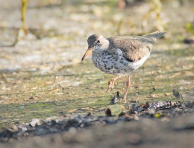 Spotted Sandpiper DPP_1033316 copy.jpg