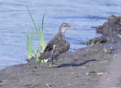 Spotted Sandpiper, Yakima River DPP_16017004 copy.jpg