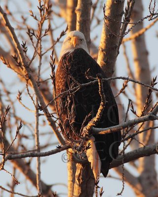 Perched Eagles
