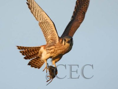 Falcons Feeding