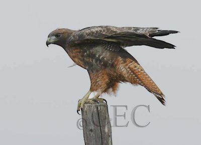 Red-tailed Hawk, Toppenish DPP_1008461 - 1 copy.jpg