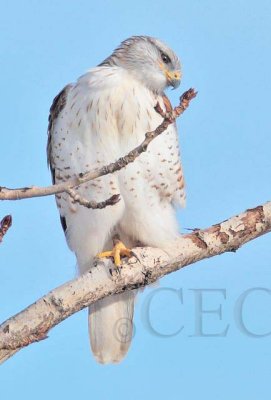 Ferruginous Hawk, Wapato DPP_1043323 copy.jpg