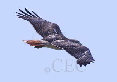 Red-tailed Hawk DPP_16016964 copy.jpg