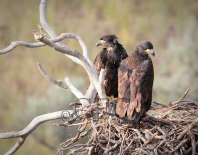 Nesting Eagles