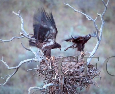 Chicks near fledging  AEZ14666 exp1.1 c0 sh2 n6,15 copy.jpg