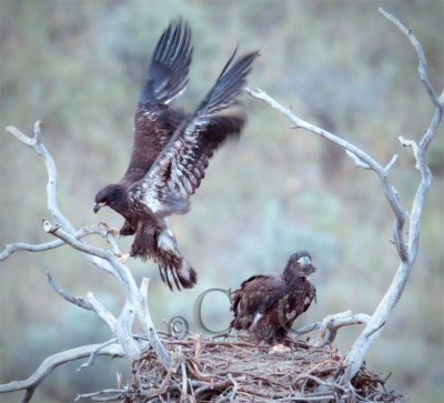 Chicks near fledging  AEZ14749 exp.83 c0 shw1 copy.jpg