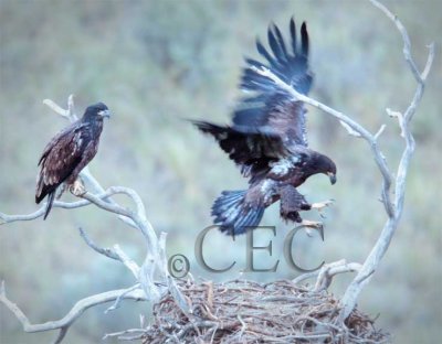 Chicks near fledging  AEZ14878 exp.8 c0 s2 n6,14. copy.jpg