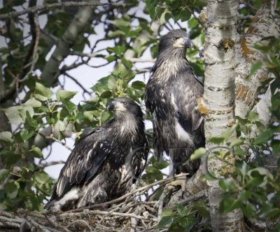 Nesting Eagles