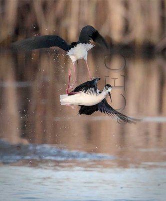 Masters of the mud and air, black necked stilt AE2D5008 copy.jpg