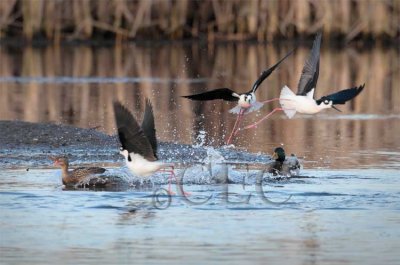 Masters of the mud and air, black necked stilt and by-stander mallards AE2D5021 - Copy.jpg