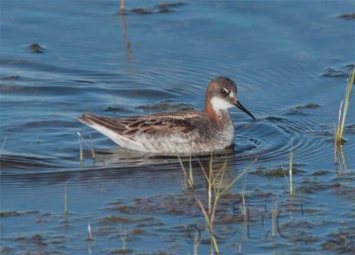 Red-Necked Phalarope, Male AEZ10287.jpg