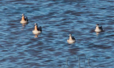Wilsons' Phalaropes AEZ10339 copy.jpg