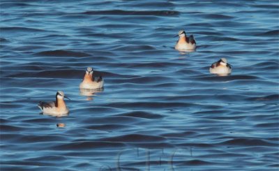 Wilsons' Phalaropes AEZ10343 copy.jpg