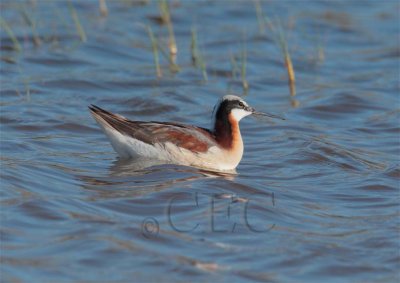 Wilsons' Phalarope, Female AEZ10717 copy.jpg
