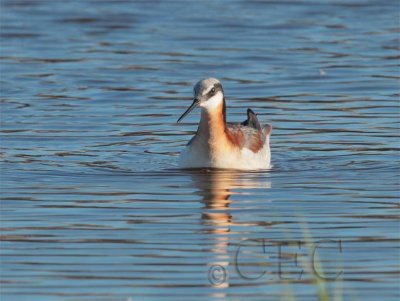 Wilsons' Phalarope, Female AEZ10972 copy.jpg