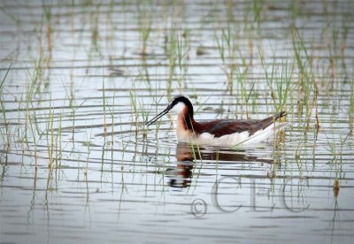 Wilsons' Phalarope AEZ11171 copy.jpg