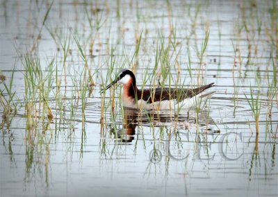 Wilsons' Phalarope AEZ11176 copy.jpg
