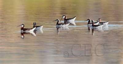 Wilsons' Phalaropes AEZ12838 copy.jpg