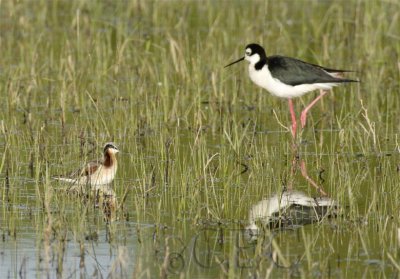 Wilson's Phalarope with Black-Necked Stilt WT4P5714 copy.jpg