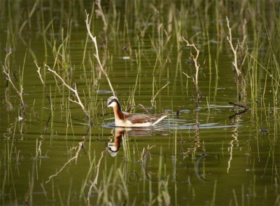 Wilsons' Phalarope, Female, Toppenish, WA WT4P5721 copy.jpg