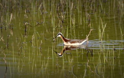 Wilsons' Phalarope, female, Toppenish, WA WT4P5726 copy.jpg