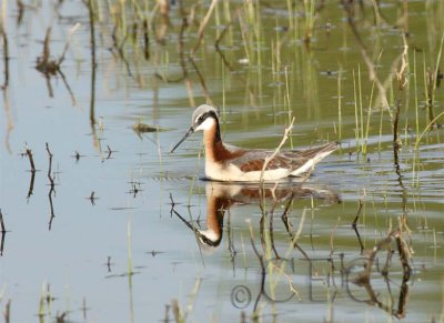 Wilsons' Phalarope, female, Toppenish, WA WT4P5728 copy.jpg