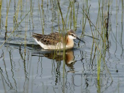 Wilsons' Phalaropes, Male WT4P5760 copy.jpg