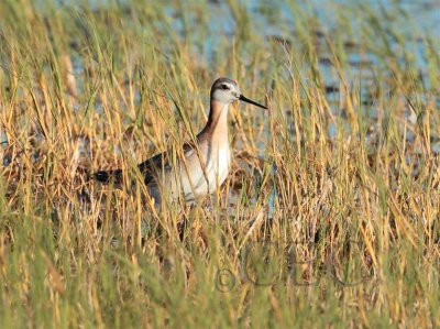 Wilsons' Phalarope AEZ10913 copy.jpg