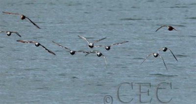 Ruddy Turnstones, and 2 dowitchers top AE2D7117 copy.jpg