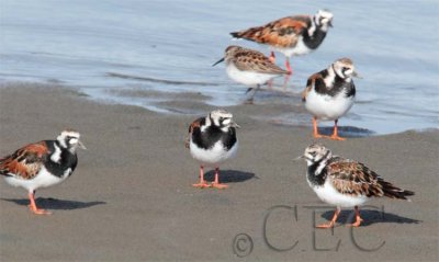 Ruddy Turnstones breeding plumage AE2D7121 copy.jpg