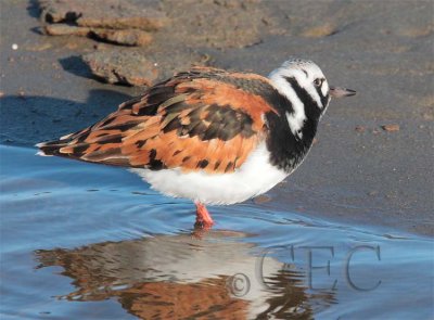 Ruddy Turnstone  AE2D8354 copy.jpg