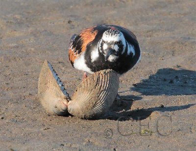 Ruddy Turnstone  flipping clam shell  AE2D8376 copy.jpg